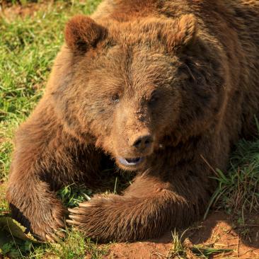 FSC-projekt beskytter brunbjørne i Spanien