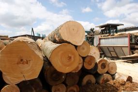 FSC Controlled Wood for virksomheder