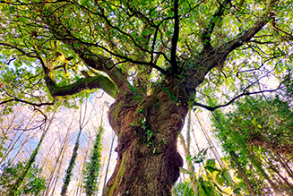 European Tree of the Year