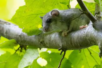 Dormouse