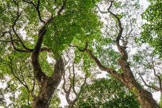 2023_Kenya treetops from below_FSC Jonathan Perugia