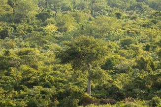 2023_FSC Africa_West Bugwe, Uganda_Verified Impact in FSC Certified natural forest UTGA_(c) FSC Africa_Smith Oltega.JPG