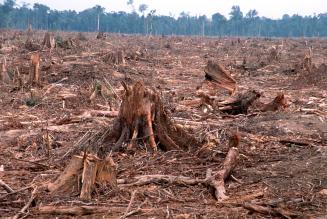 Rapport: Træmafia ødelægger regnskoven