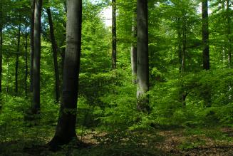 Dobbelt så meget FSC-certificeret skov i Tyskland inden 2014