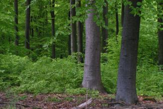 FSC-certificering i Aalborg