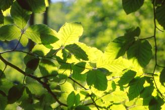 Kom med til Skovens Dag