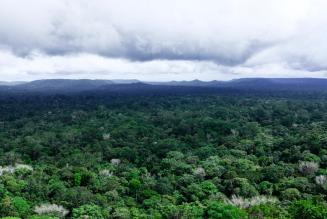 Skov i Brasilien