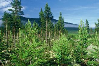 Lettiske statsskove får FSC-certificering suspenderet