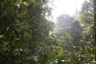 Skov på Borneo