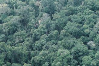 Workshop styrker lokalsamfunds engagement i FSC-certificerede plantager