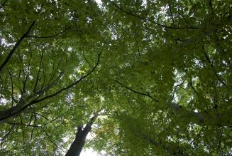 Ida Aukens tale til skovfestivalen