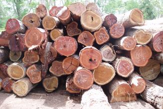 The Amazon Alternative vil skabe større FSC-udbud i Bolivia