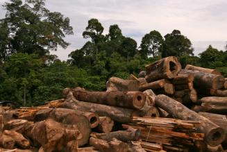 FSC-certificeret skov på Borneo