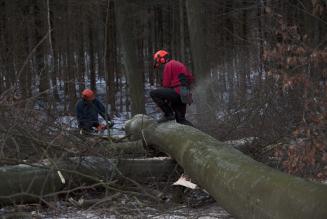 FSC-certificeret skov