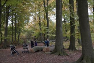 FSC-certificerede dansk skov