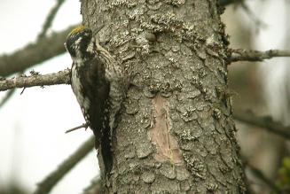 Dansk Ornitologisk Forening (DOF) melder sig ind i FSC Danmark