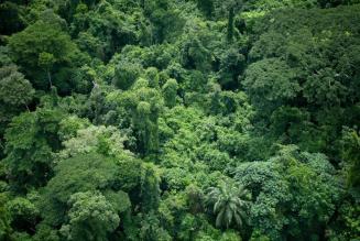 Tyske myndigheder beslaglægger illegalt træ