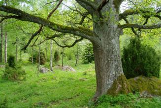 Læs et udpluk af FSC Danmarks aktiviteter i 2014