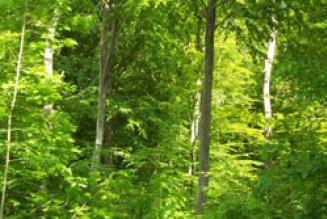 Danske skove høster bundkarakter