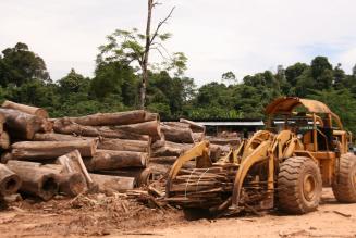 FSC-skov på Borneo