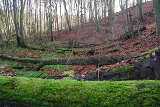 Opdatering på revisionen af den danske skovstandard