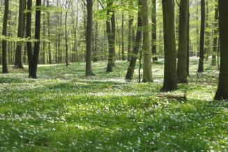 Offentlig høring om pre-consumer genbrugstræs overholdelse af EUTR