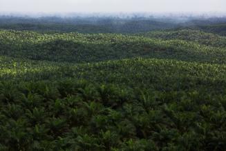 Palmeolieplantage på Borneo, Indonesien