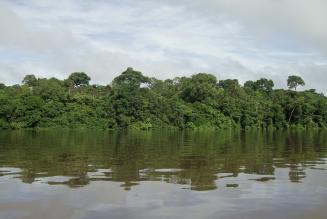 TAA har skabt 2,2 millioner hektar FSC-certificeret skov i Amazonas