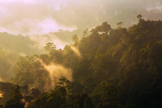 FSC-certificeret skov på Borneo