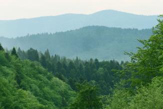 FSC-certificeret skov i Polen