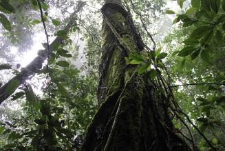 FSC re-associerer med Danzer Group