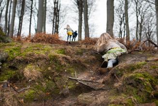 Dansk FSC-certificeret skov