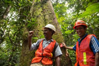 Skovarbejdere i Indonesien