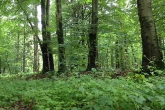 Skov i Flensborg kommune