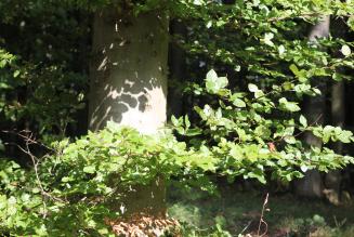 FSC Danmark er aktiv i lovgivningsprocesser