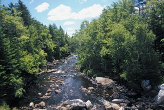 FSC vinder i sammenligning med SFI