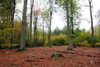 FSC godkender internationale generiske indikatorer