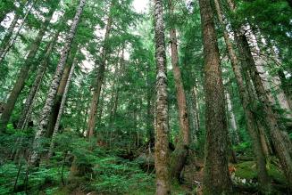 WWF og Apple vil hj&aelig;lpe Kinas skove