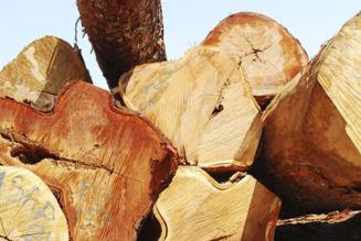 3,5 millioner hektar skov i Europas Gr&oslash;nne Hjerte er nu FSC-certificerede