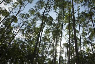 Nyt studie: 53.000 forskellige tr&aelig;arter i troperne