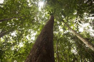 EU&rsquo;s T&oslash;mmerlov (EUTR) er under revision