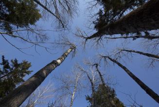 Ans&oslash;gningsrunde for b&aelig;redygtig skovdrift