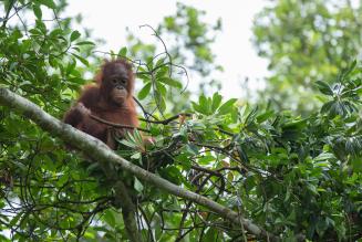 Red Orangutangen: Forbrugerne skal støtte op om FSC