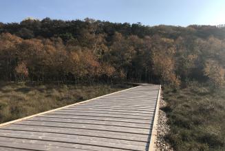 Boardwalk i Lille Vildmose