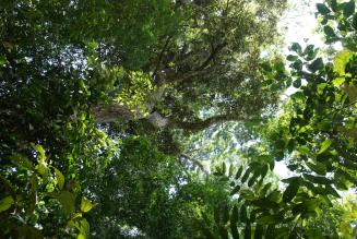 Amazon skov
