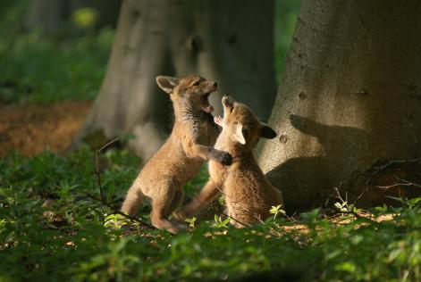 2022_FSC UK_Fox cubs_(c) FSC UK_O.Barber