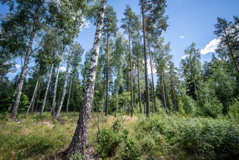 FSC_DK_SVERIGE