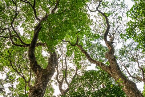 2023_Kenya treetops from below_FSC Jonathan Perugia