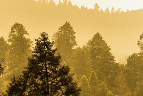 2024_FSC Mexico_Ejido San Pedro Ecatzingo, Mexico_river, pine_(c) FSC Mexico_Jesús Antonio Moo Yam