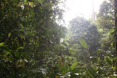 Skov på Borneo